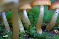 苔の世界 ２０２６ー６（柄）