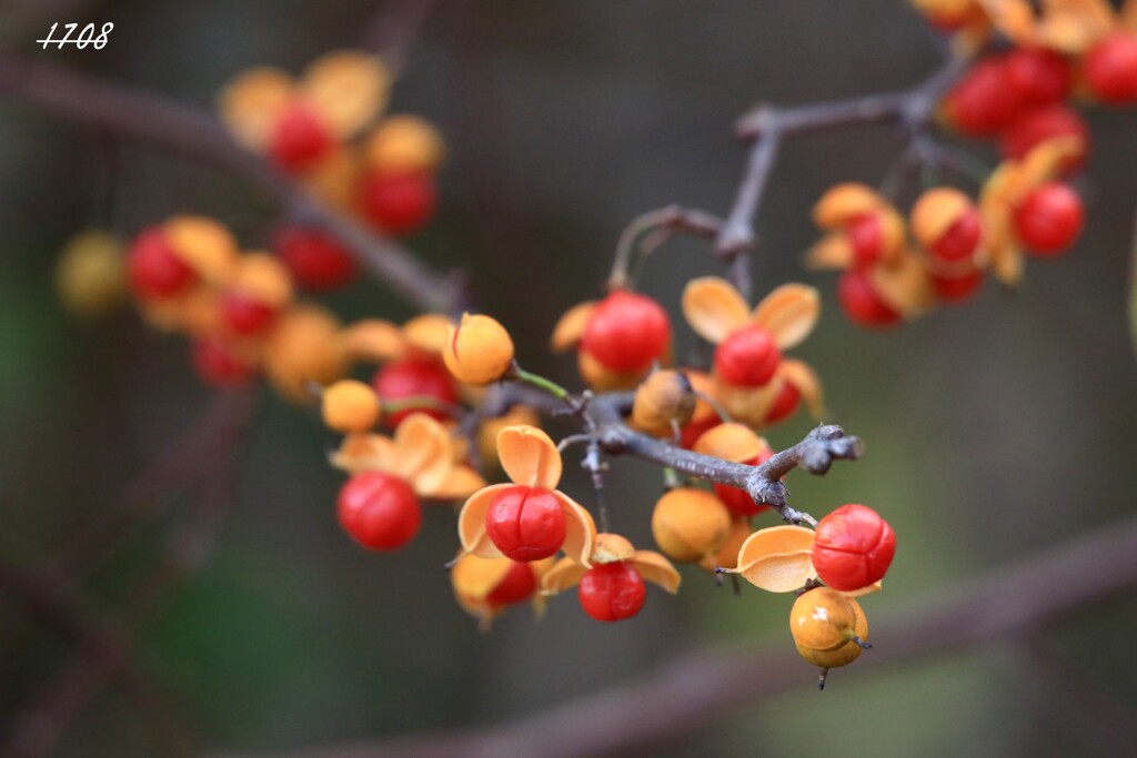 ツルウメモドキ