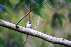 ミヤマホウジロ