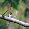 ミヤマホウジロ