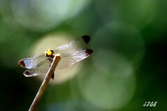 リスアカネ 2/2