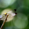 リスアカネ 2/2
