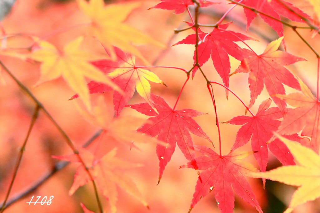 里山のモミジ ５