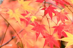 里山のモミジ ５