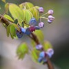 アケビの花