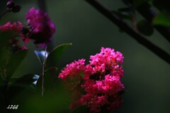 百日紅