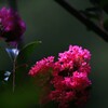 百日紅