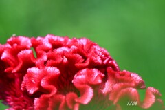 鶏頭