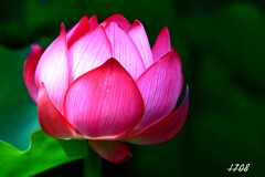 開花前
