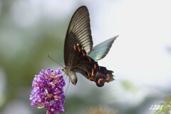 ２０２５忘れ物（蝶）