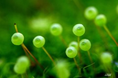 苔の世界 ２０２６－５０（タマゴケ）