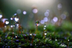 苔の世界 ２０２６－５３（雫）