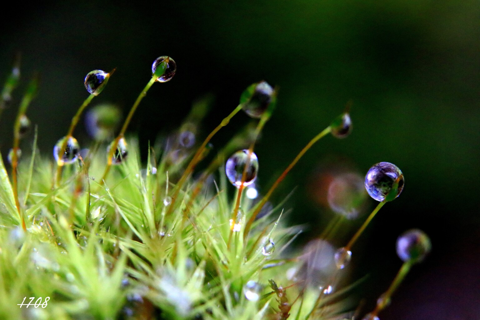 苔の世界２５－１5（水滴）