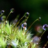 苔の世界２５－１5（水滴）