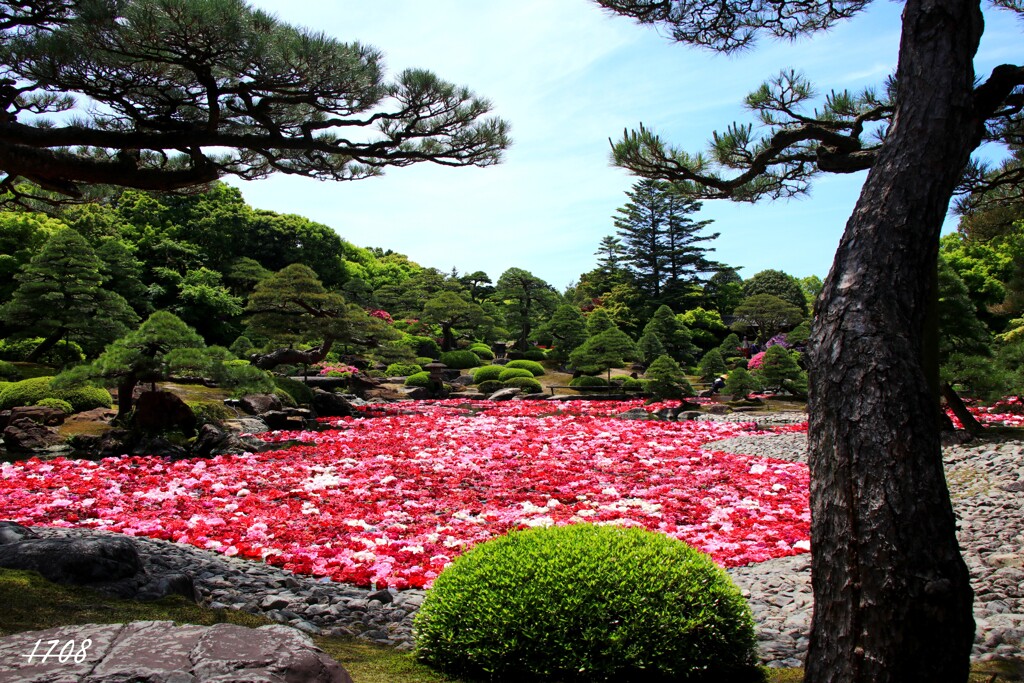 定番・池泉牡丹