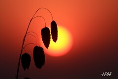 小判草と日の出