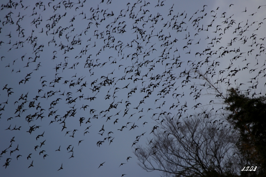 カモかもカモかもカモかもカモかもカモかもカモ・・・・・・１