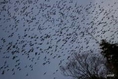 カモかもカモかもカモかもカモかもカモかもカモ・・・・・・１