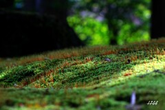 苔の世界２５－１２（日本庭園）