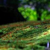 苔の世界２５－１２（日本庭園）