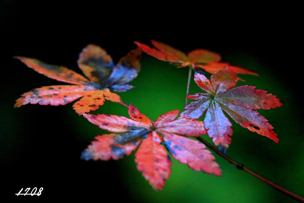 雨上がりの紅葉2/2