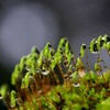 苔の世界 （雫）2024-18