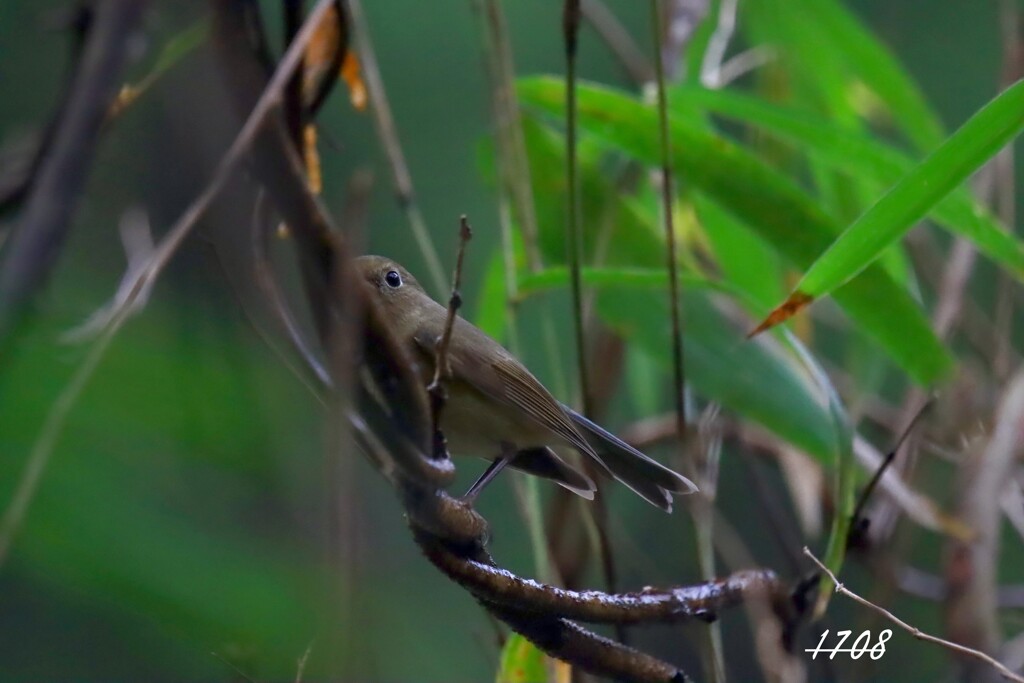 シャイなお嬢様