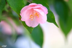 椿・さくら