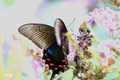 カラスアゲハ