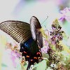 カラスアゲハ