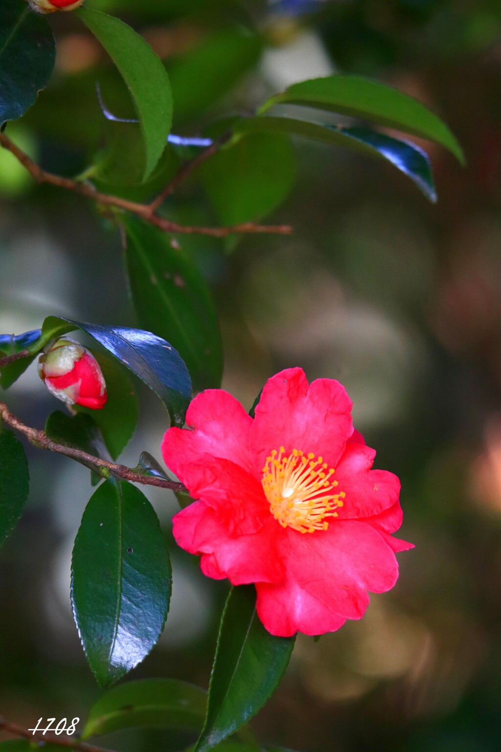 山茶花