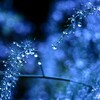 水玉