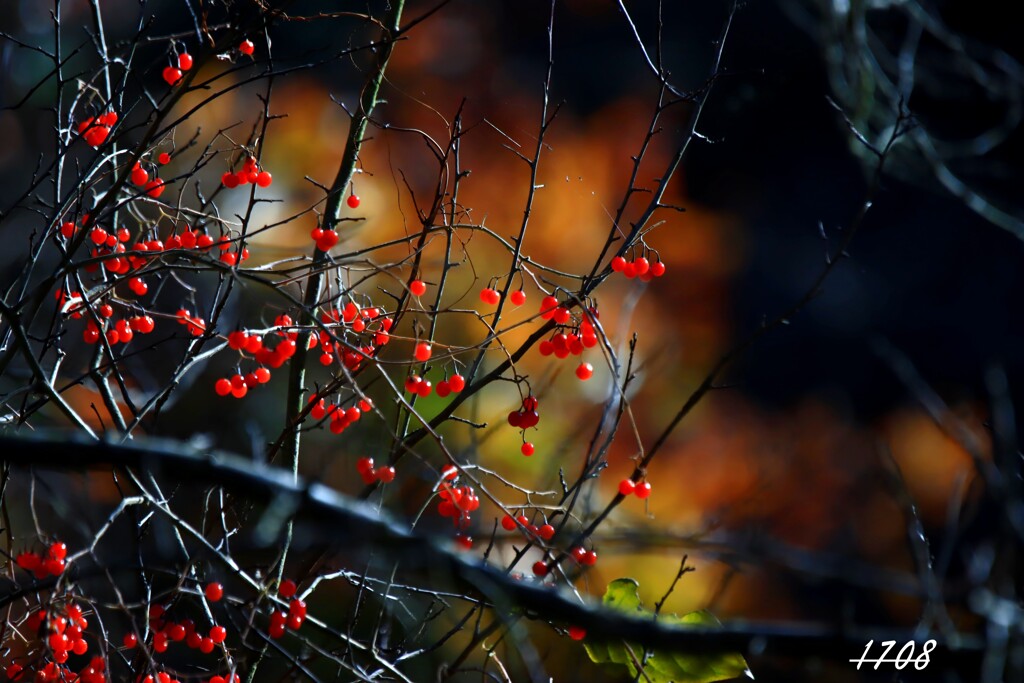 ヒヨドリジョウゴ