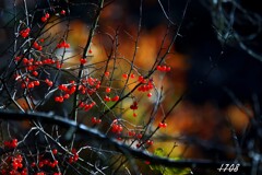 ヒヨドリジョウゴ