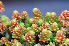 野生の多肉植物 5/5