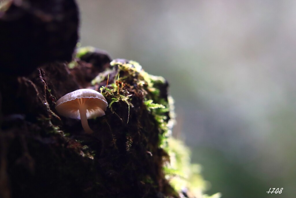 苔の世界 ２０２６－３２（キノコ）
