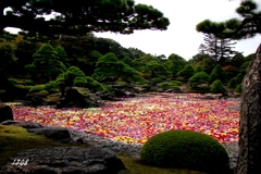 定番　由志園 1/2