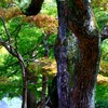 モミジ