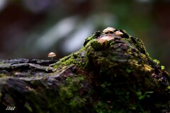 苔の世界 ２０２６－２１（きのこ）