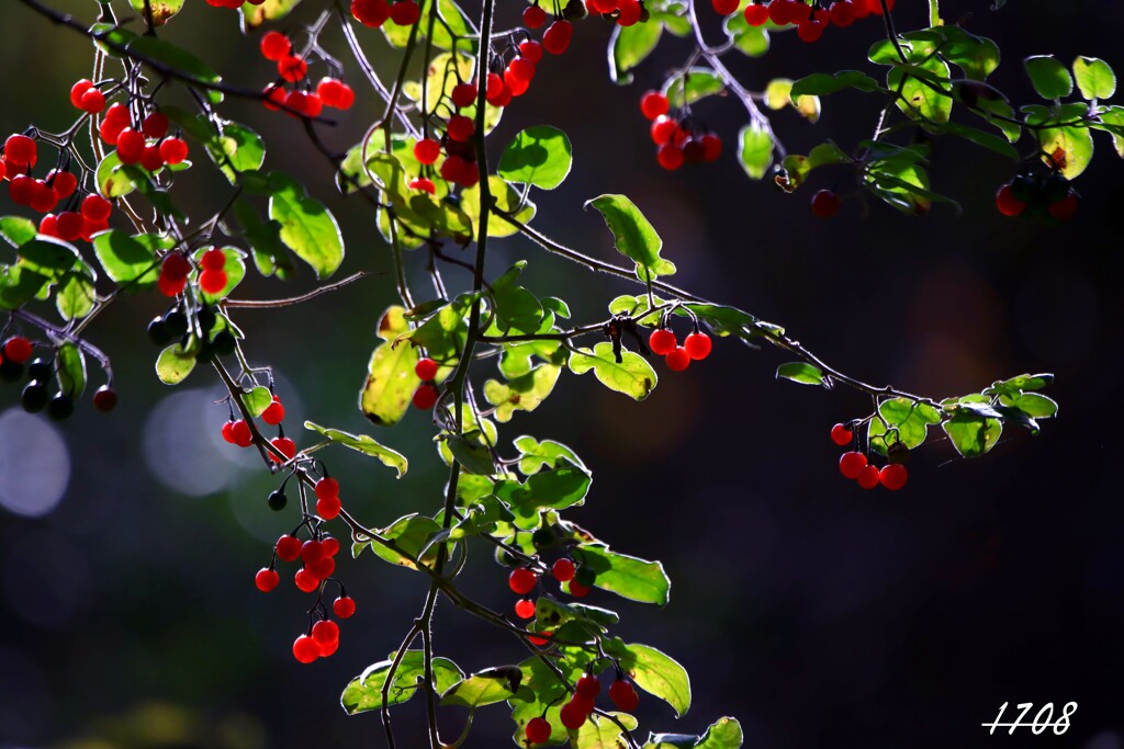 ヒヨドリジョウゴ