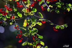 ヒヨドリジョウゴ