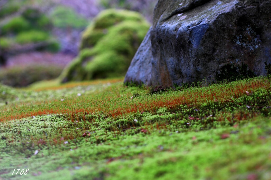 苔の世界 （日本庭園）2024-28