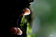 苔の世界 ２０２６－３０（キノコ）