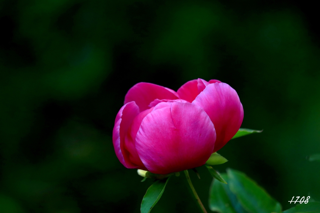 芍薬
