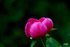 芍薬