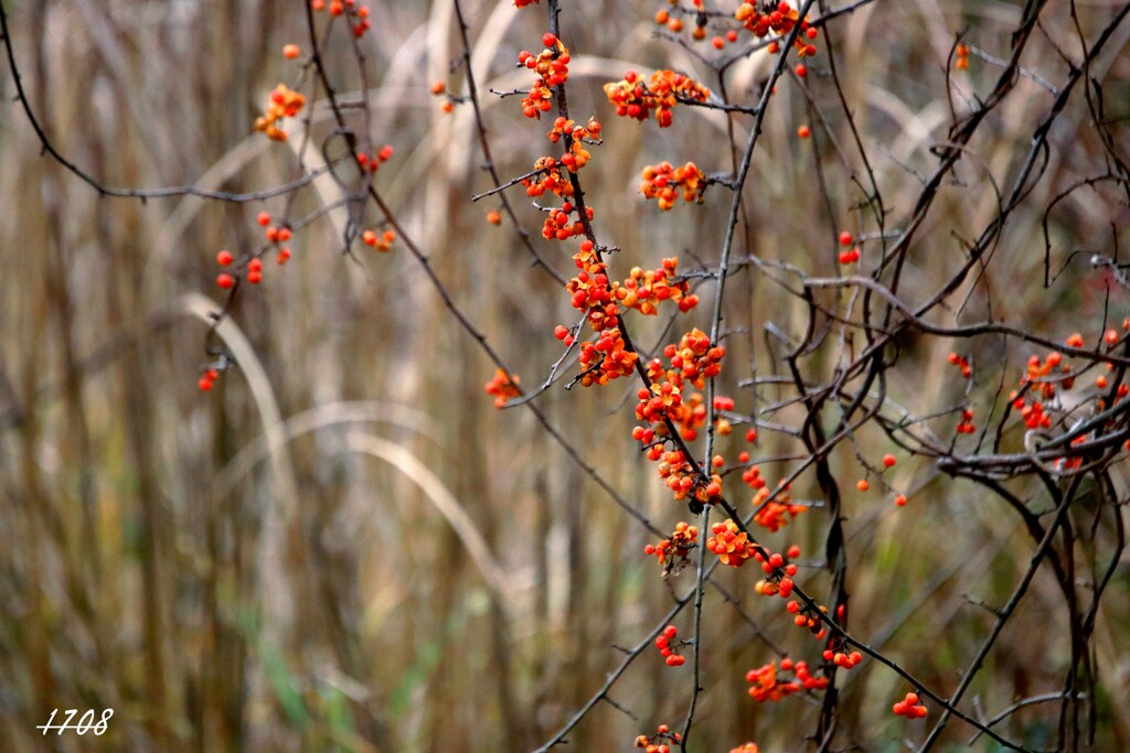 ツルウメモドキ