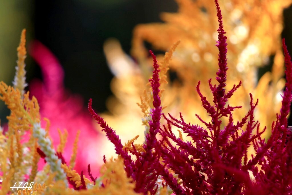 燃えてますか？