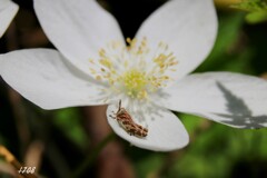 花弁の可愛いバッタ