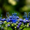 紫陽花