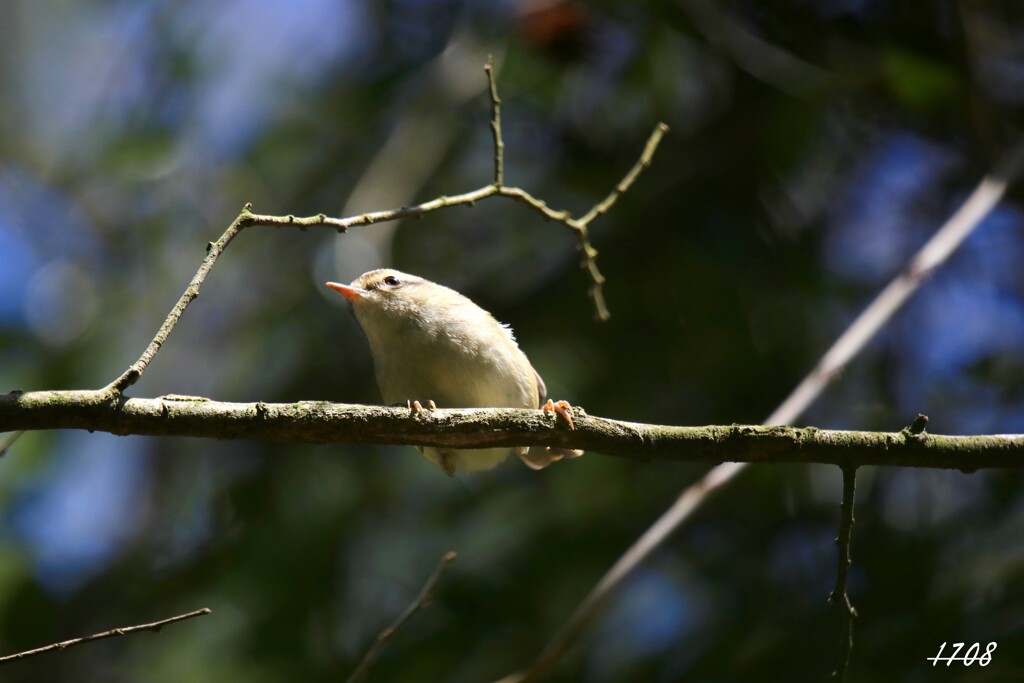 野鳥